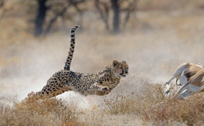 ​世界上跑的最快的十种动物
