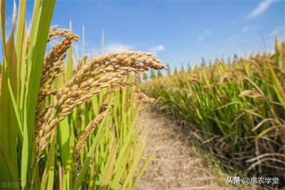 ​水稻施肥方法和用量(水稻施肥技术)