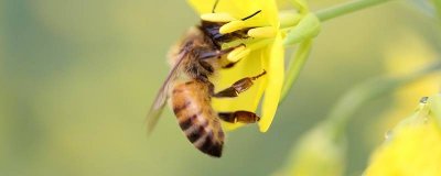 ​蜜蜂怎么辨别气味 蜜蜂真假怎么辨认闻