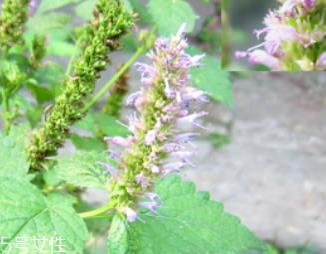 藿香是薄荷吗？藿香与薄荷的区别