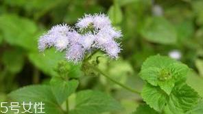 藿香是薄荷吗？藿香与薄荷的区别