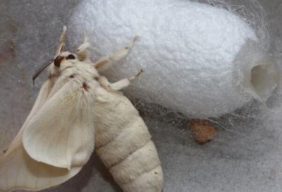 ​如何辨别雄雌蚕蛾 雄性触角宽雌性触角窄区别明显