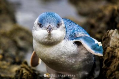 最小的企鹅品种（世界最小企鹅走地下通道回家）