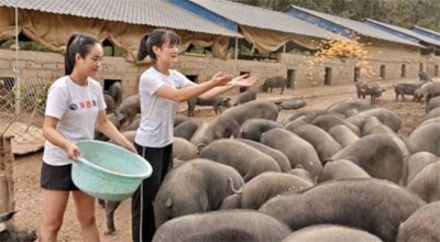 ​24岁女孩大学毕业养猪好吗（比较不错）