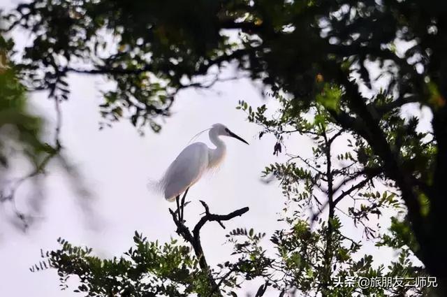 佛山鹭湖森林度假区两天攻略(佛山高明美的鹭湖探索王国)(18)