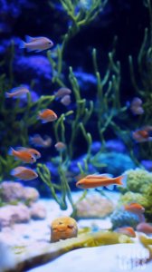 ​精美手机动态壁纸和电脑动态壁纸如何快速制作