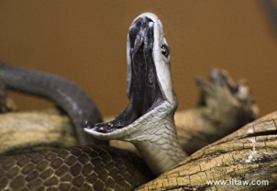 ​动物世界-黑曼巴蛇