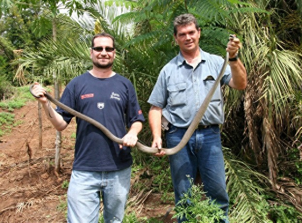 动物世界-黑曼巴蛇