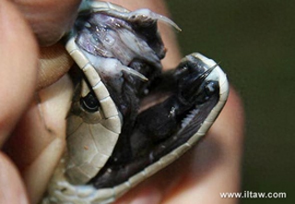 动物世界-黑曼巴蛇